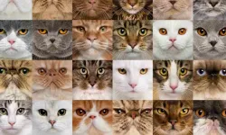 KEDİLER VE TÜRLERİ