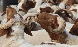 Rüyada Kurban Kesmek Ne Anlama Geliyor?