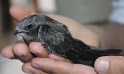 Rüyada yaralı kuş görmek ne anlama gelir?