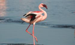 Flamingolar Türkiye’de Renkli Bir Hayat Sürüyor