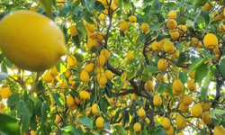 Rüyada Limon Ağacı Görmek Ne Anlama Geliyor?