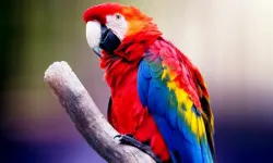 Macaw papağanı: Renkleriyle göz kamaştırıyor, zekâsıyla şaşırtıyor