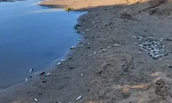 Antalya Manavgat’ta Su Kanalında Yüzlerce Ölü Balık Bulundu