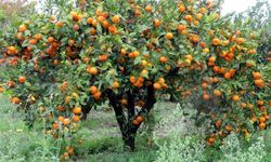 Mandalina Ağacı Hakkında Bilinmesi Gerekenler