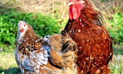 Minik Yüreğiyle Büyük Sevgiler Kazanıyor: Cüce Koşin Tavukları Gönülleri Fethetti!