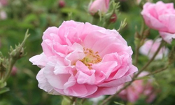 Rüyada Pembe Gül Görmek Ne Anlama Gelir?