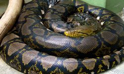 Sinsi Ama Sessiz Güç: Piton Yılanı Doğanın Kaslı Avcısı