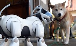 Yeni Nesil Evcil Hayvan Robotları Giderek Daha Fazla İlgi Görüyor