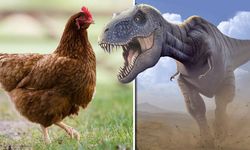 Tavuklar, Dinozorların Atası mı? Bilim Açıklıyor