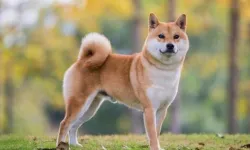 Shiba Inu: Özgürlüğü seven sadık dost