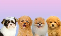 KÖPEK TÜRLERİ VE ÖZELLİKLERİ