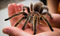 Tarantula Hakkında Merak Edilenler