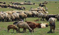 Muş'ta besicilerin yayla mesaisi başladı