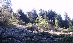 Karabük'te yaban hayatı fotokapanla görüntülendi