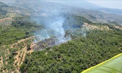 Aydın'ın Germencik ilçesinde ormanlık alanda yangın çıktı