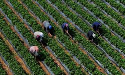 Çiftçilere 5,5 milyar lira destek ödemesi bugün yapılacak