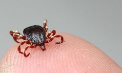 Çorum’da kenenin ısırdığı adam kurtarılamadı