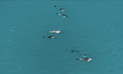 Karadeniz'de sürü halinde dolaşan yunuslar dronla görüntülendi