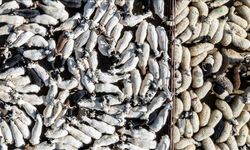 Bayram dolayısıyla 3 milyonun üzerinde kurbanlık satıldı