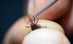 KKKA hastalığına yakalananların en az yüzde 95'i sağlığına kavuşuyor