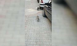 Çorum'da anne kedinin ağzında getirdiği yavrusu veterinerde tedavi edildi