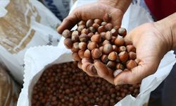 Türkiye, Fındık İhracatından 2,1 Milyar Dolar Gelir Elde Etti