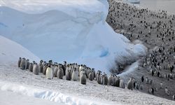 Antarktika'nın bir bölgesindeki imparator penguen nüfusu, 15 yılda yüzde 22 azaldı
