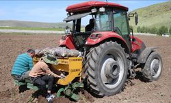 Ağrı'da mor patates üretimini 5'e katlayan girişimci çiftçilere örnek oluyor