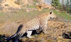 LEOPARLAR VE ANADOLU LEOPARI
