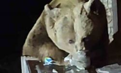 Uludağ’da aç kalan ayı çöplere dadandı