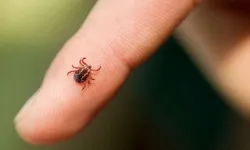 YEŞİLLİKLERE DİKKAT! KENE TEHLİKESİ KAPIDA