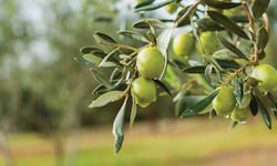 Zeytin Ağacı – Nedir?