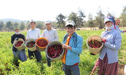 Kilis'te biber hasadı başladı