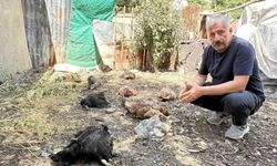 Yüksekova'da Başıboş Köpekler 21 Hindi ve Tavuğu Telef Etti