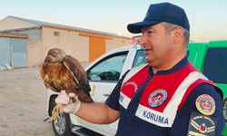 Boğazlıyan’da bulunan yaralı şahin, koruma altına alındı