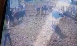 Isparta’da beslediği boğanın saldırısına uğrayan adam ağır yaralandı