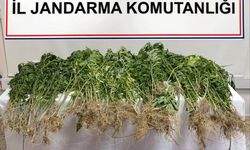 Denizli’de 343 kök Hint keneviri ele geçirildi