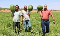 Türkiye’nin en lezzetli karpuzlarından biri Şanlıurfa’da yetişiyor
