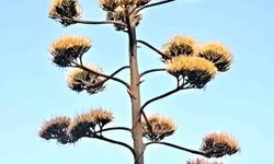 Dikili’de 30 yıllık agave çiçek açtı