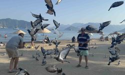 Marmaris Halk Plajı’nın kanatlı müdavimlerine vatandaşlardan ilgi