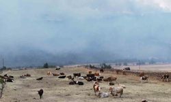 Orman yangını köye yaklaştı, hayvanlar güvenli alanda bekletiliyor