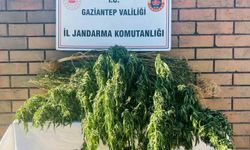 Gaziantep’te 145 kök kenevir ele geçirildi