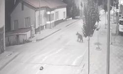 Ayılar ilçeyi mesken tuttu, cadde ve sokaklarda görülmeye başladı