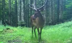 Bursa'da Kızıl Geyik Fotokapanla Görüntülendi