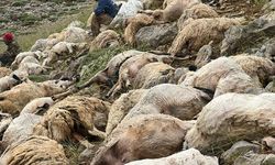 Tunceli'de yıldırım isabet eden 200 koyun telef oldu
