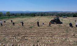 Coğrafi işaretli Taşköprü sarımsağının hasadı kavurucu sıcakta yapılıyor