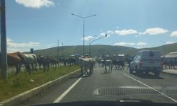 Ardahan’da başıboş atlar trafikte tehlike saçıyor