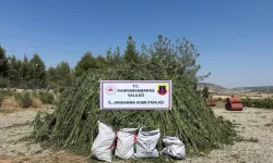 Mısır tarlasında 45 bin kök kenevir ele geçirildi: 4 tutuklama