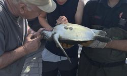 Fethiye'de misinaya dolanan caretta caretta kurtarıldı