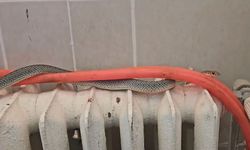 Kütahya'da Restoranda Bulunan Yılan Doğaya Salındı